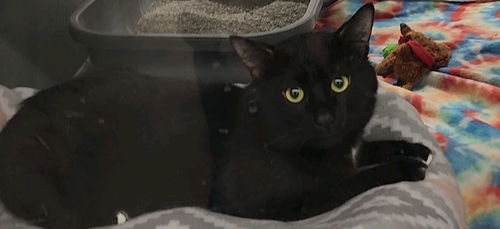 Julio