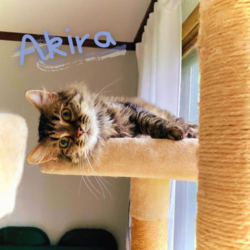 Akira
