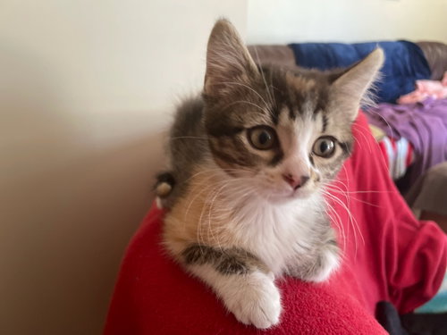 LuLu
