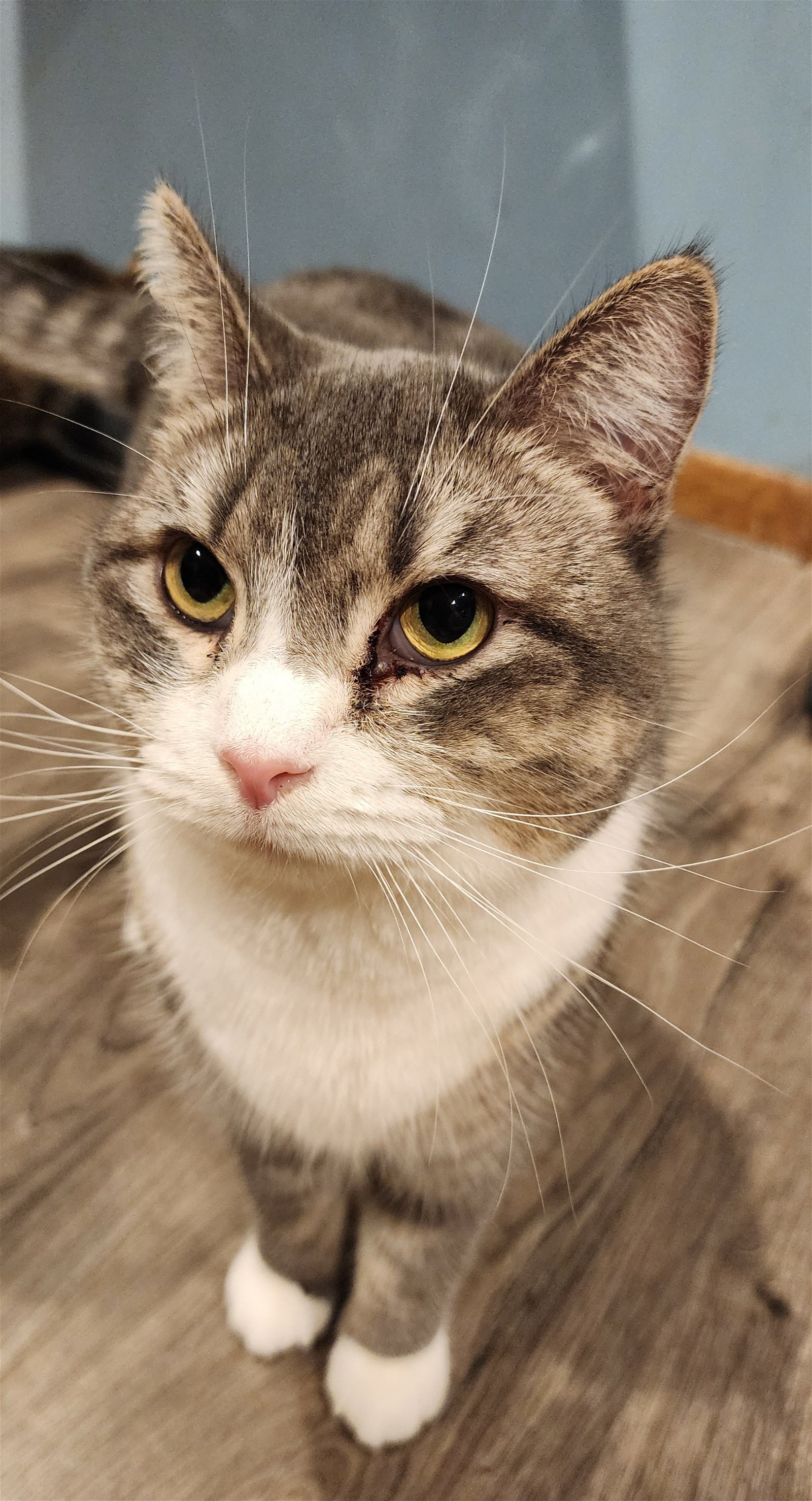 adoptable Cat in Forest Lake, MN named Fern