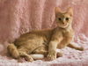 Amberly