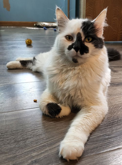 Pharaoh