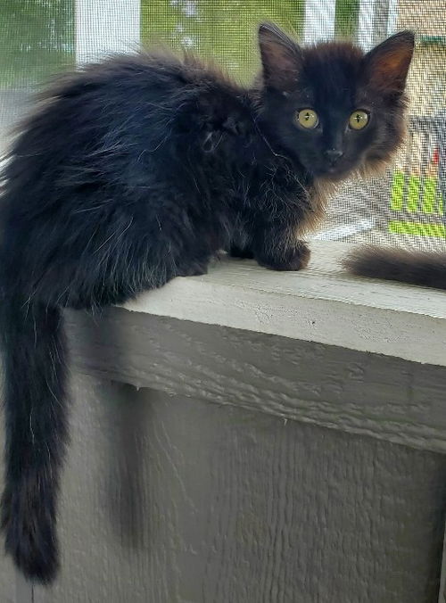 Howard