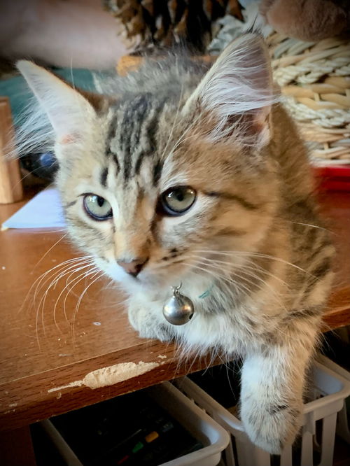Purrsefanie