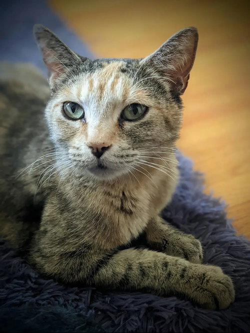 Luci