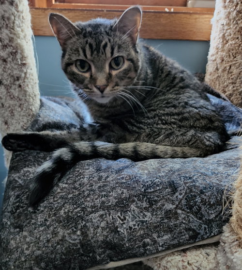 Mr. Tiger