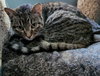 Mr. Tiger