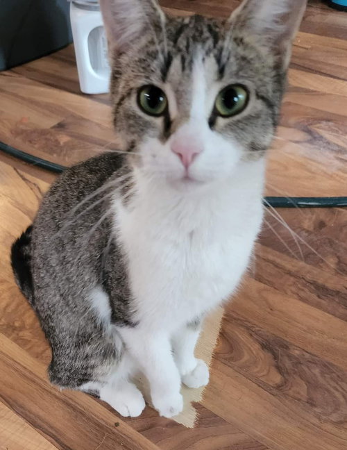 Tora