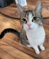 Tora