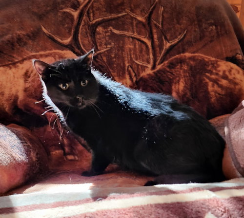 Miss Kitty