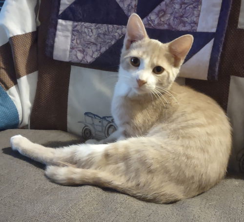 Gilligan