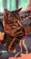 Twix