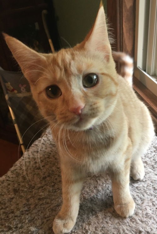 Carmelo