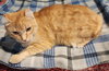 Butterscotch