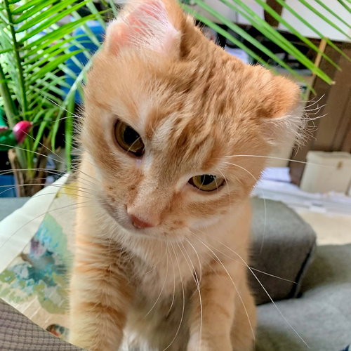 Butterscotch
