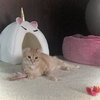 Butterscotch