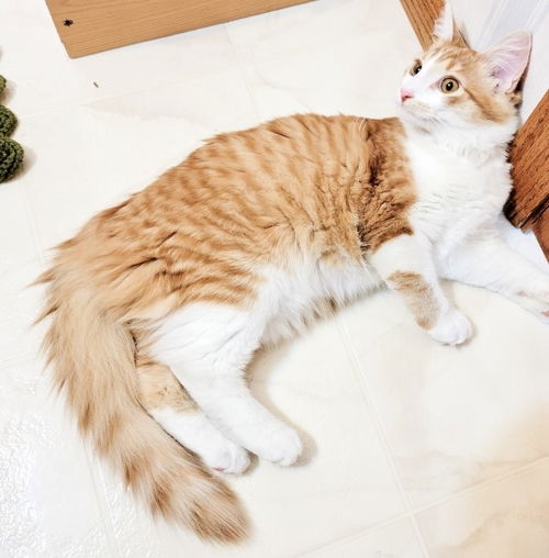 Peaches