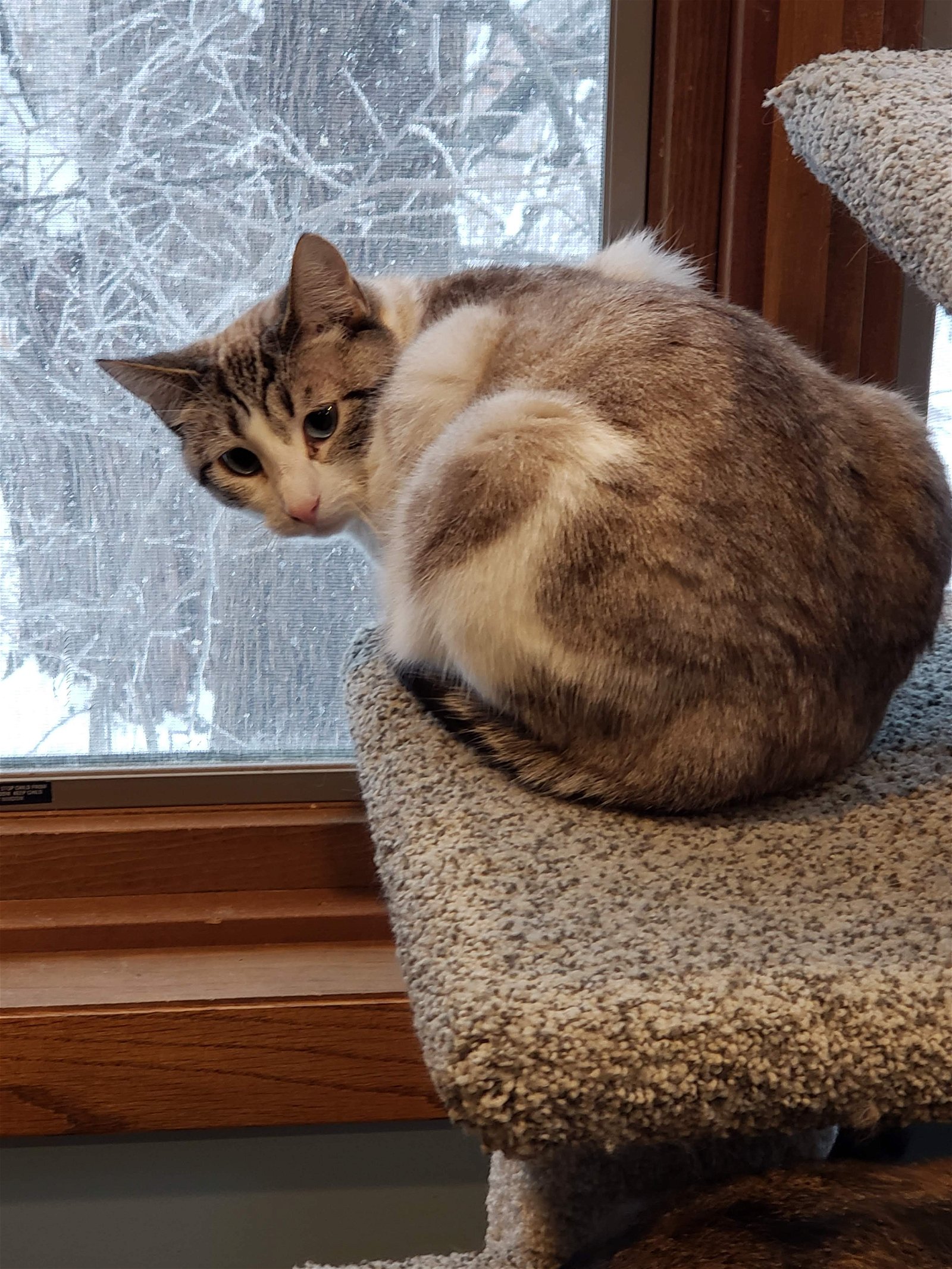 adoptable Cat in Forest Lake, MN named Purrscilla