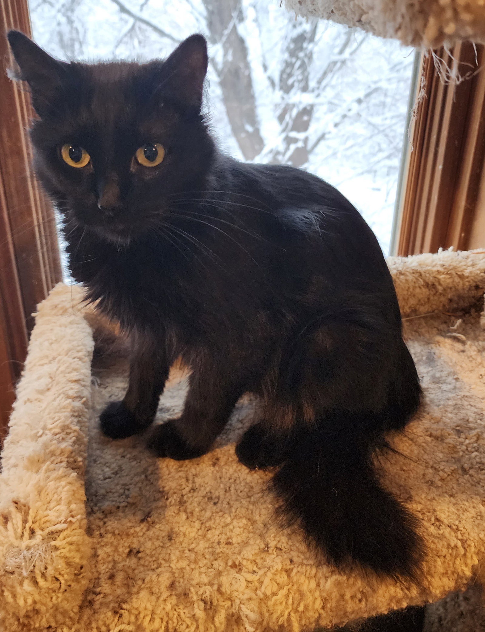 Cats for Adoption in Afton, Minnesota Alpha Paw