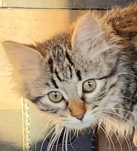 Cats for Adoption in Lakeville, Minnesota | Alpha Paw