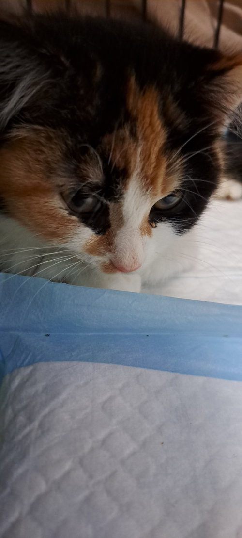 Miss Bella