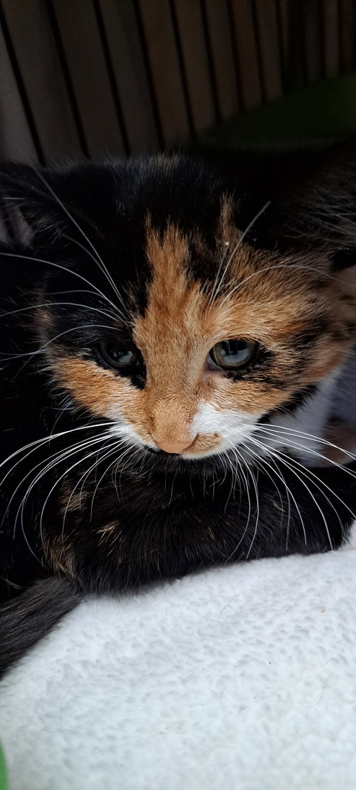 Miss Stella