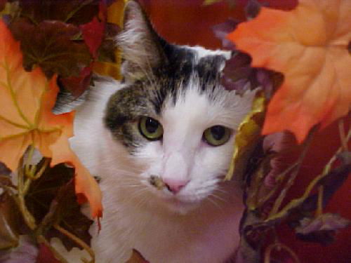 Annabel