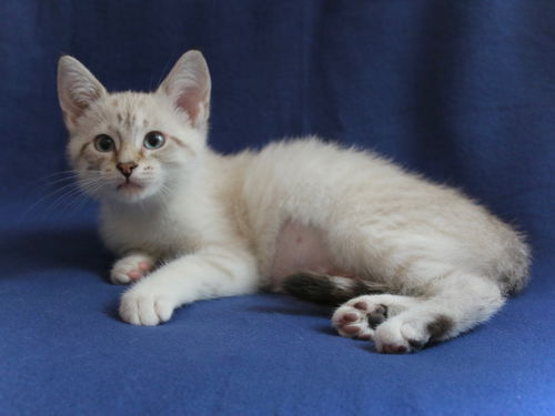 Jasmine