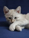 Jasmine