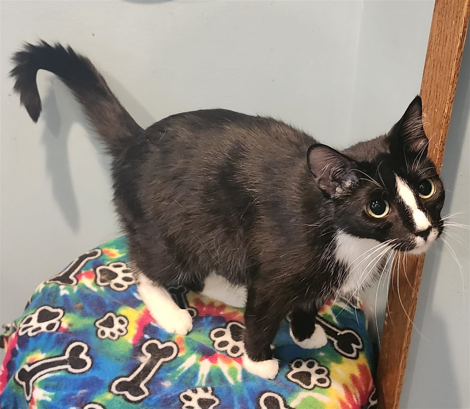 Cats for Adoption in Forest Lake, Minnesota | Alpha Paw