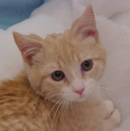 Humphrey