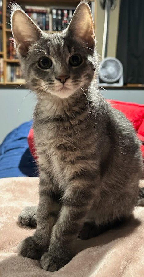 Portabella