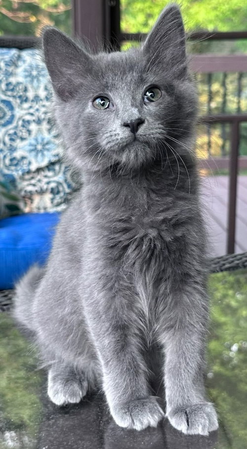 Mojo