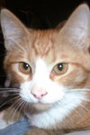 Luis