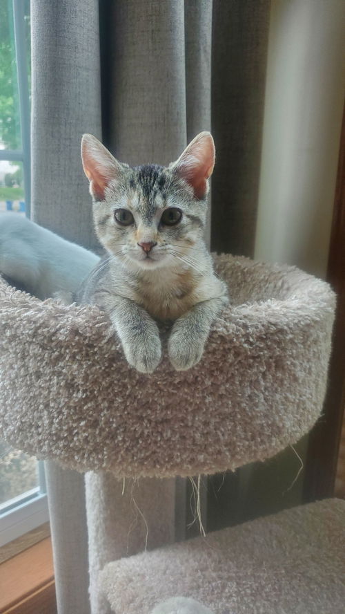 Nilla