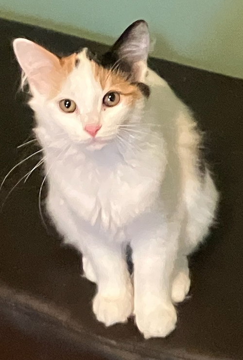 Turtle Sundae