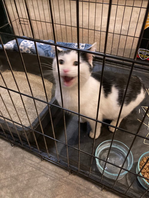 Mr. Kitty