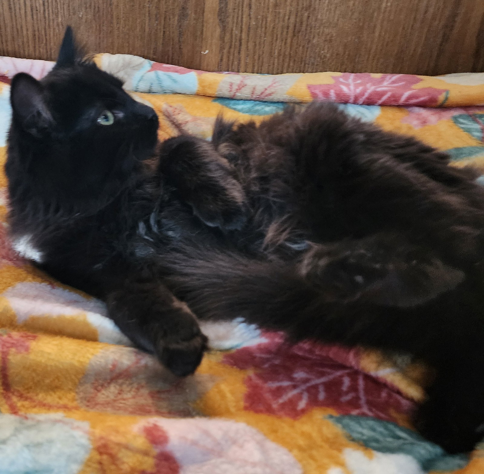 Cats for Adoption in White Bear Lake, Minnesota | Alpha Paw