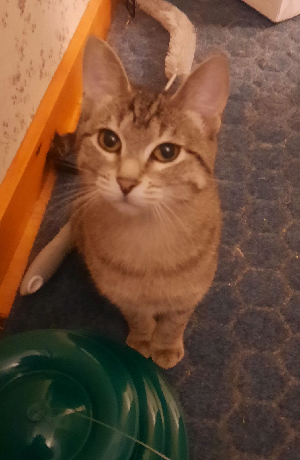 Cats for Adoption in White Bear Lake, Minnesota | Alpha Paw