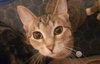 Miss Midge