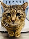 adoptable Cat in forest lake, MN named Samy