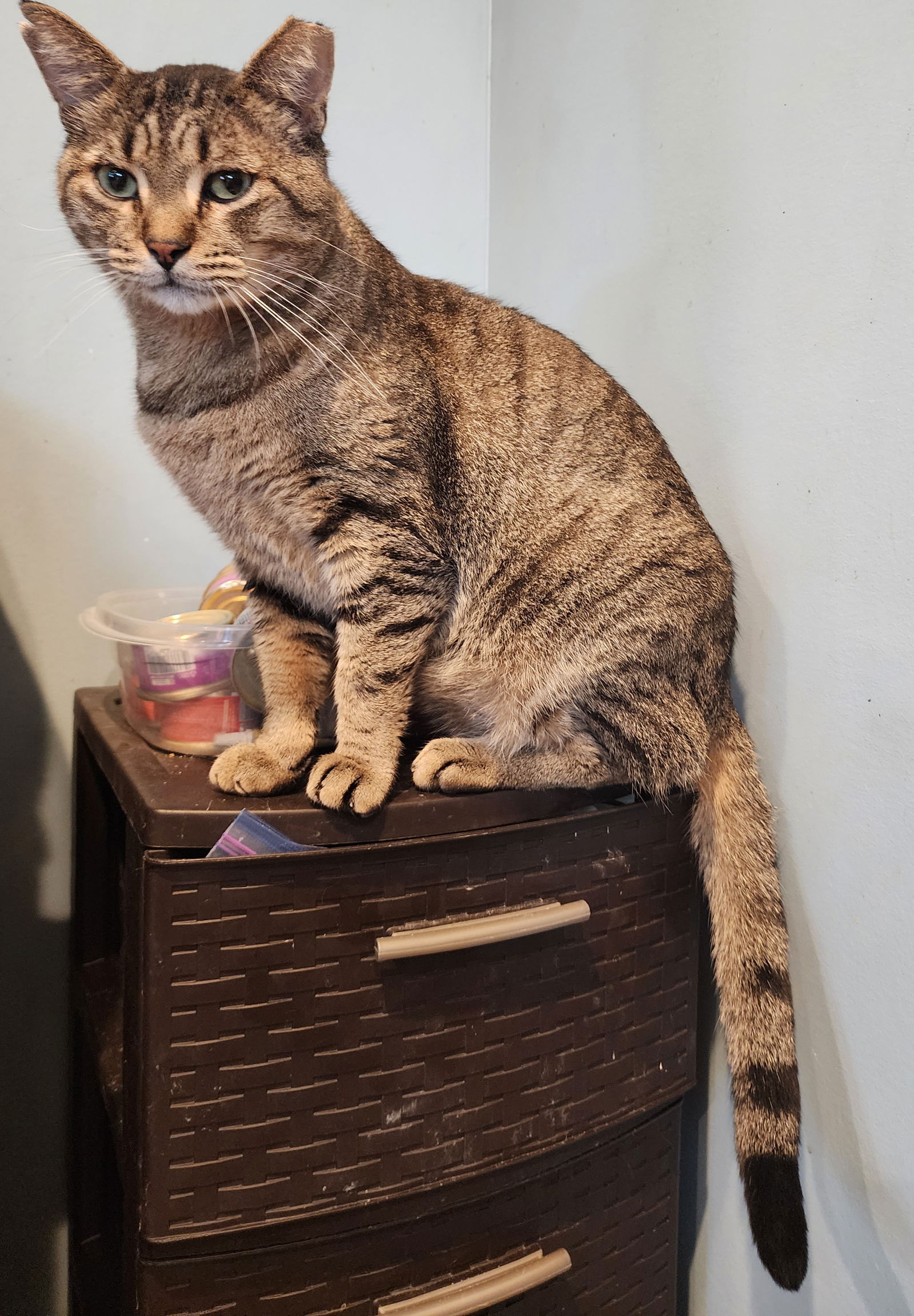 adoptable Cat in Forest Lake, MN named Samy