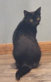 adoptable Cat in Forest Lake, MN named Majesty