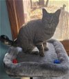 adoptable Cat in forest lake, MN named Scout