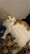 adoptable Cat in forest lake, MN named Miss Nala