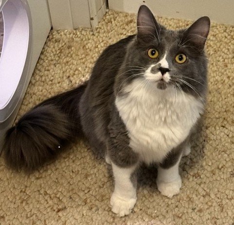 adoptable Cat in Forest Lake, MN named Kiwii