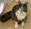 adoptable Cat in , MN named Kiwii