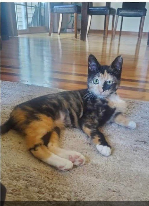 adoptable Cat in Forest Lake, MN named Tianna
