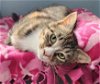 adoptable Cat in forest lake, MN named Fianna