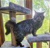 adoptable Cat in forest lake, MN named Nazarha
